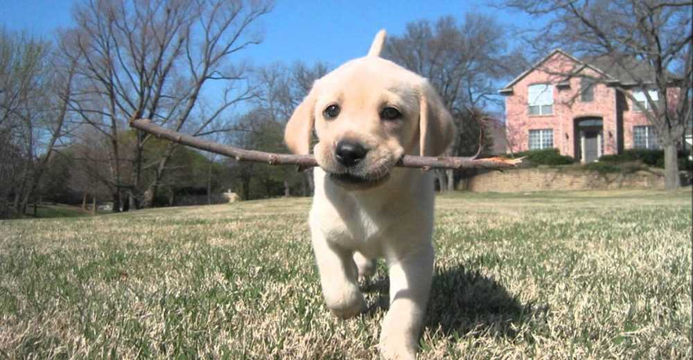dog fetching a stick